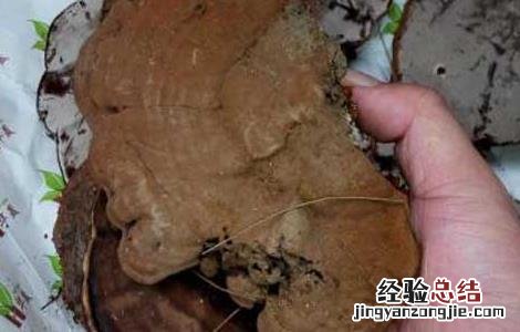 哪种人不适合吃灵芝 哪些人适合吃灵芝