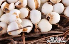 薏米不能和什么一起吃 薏米不能和什么一起吃会中毒