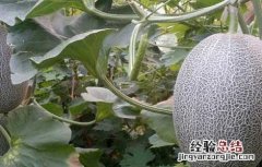 哺乳期可以吃哈密瓜吗 哺乳期可以吃哈密瓜吗对婴儿有影响吗
