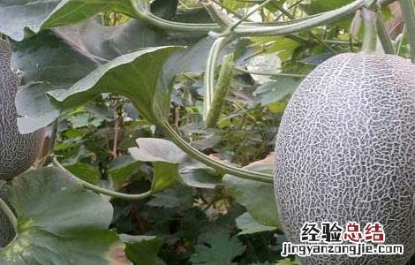 哺乳期可以吃哈密瓜吗 哺乳期可以吃哈密瓜吗对婴儿有影响吗