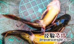用猪肝钓黄骨鱼如何 猪肝钓黄骨鱼好还是蚯蚓好
