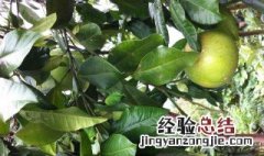 柚子树能插枝吗 柚子树能插枝吗视频