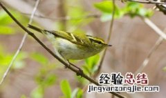 柳莺冬天怎么养 柳莺的冬季饲养方法