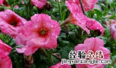 矮牵牛播种几天出芽 矮牵牛多长时间发芽