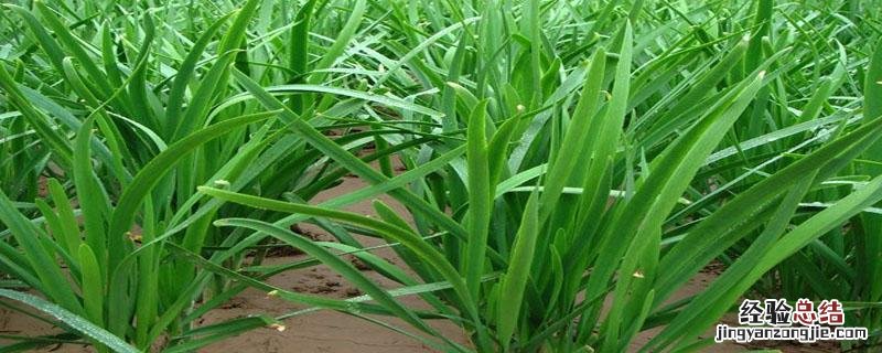 韭菜地蛆怎样防治 韭菜地里的蛆怎么治疗