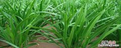 韭菜生长怎样施尿素 怎样用尿素给韭菜追肥