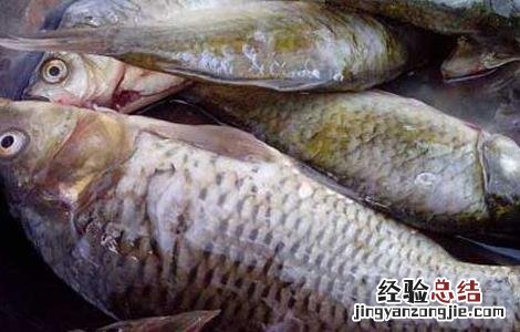 鲫鱼不能和什么一起吃香哈 鲫鱼不能和什么一起吃
