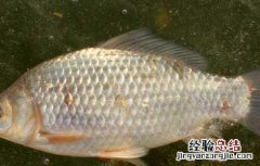 鲫鱼不能和什么一起吃香哈 鲫鱼不能和什么一起吃
