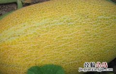 哈密瓜不能和什么一起吃 哈密瓜不能和什么一起吃/同吃