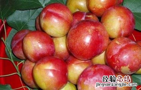 哺乳期可以吃李子吗? 哺乳期可以吃李子吗