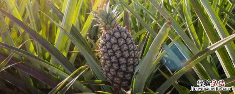 菠萝头怎么样种植又会长菠萝出来 菠萝头怎么种植快速长菠萝