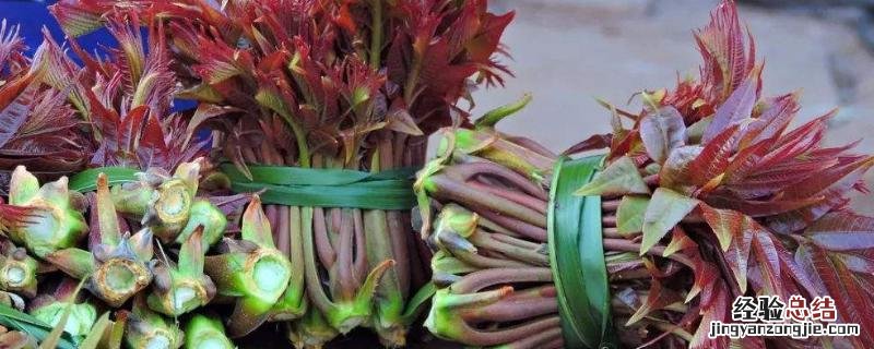 大棚种香椿芽亩产多,斤 大棚香椿亩产量有多少斤