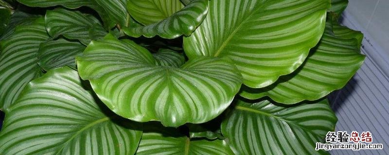 青苹果绿植种植禁忌 绿植青苹果的养殖方法