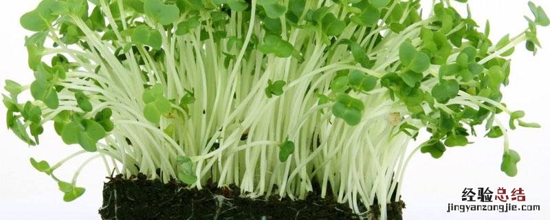 麻豌豆苗可以割几次 麻豌豆苗怎么收割