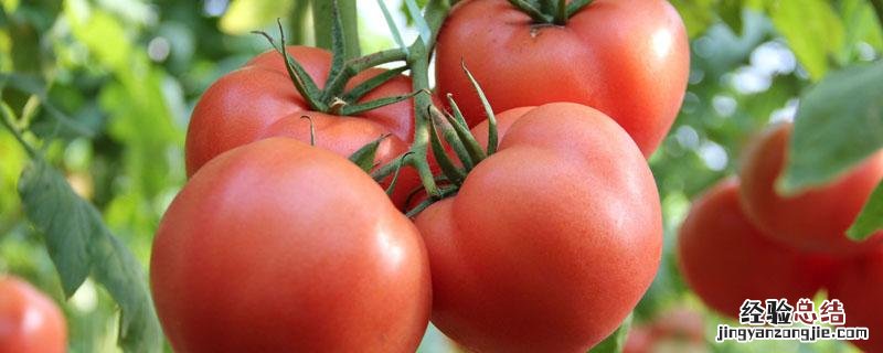 番茄幼苗开花了怎么办 番茄小苗开花怎么回事