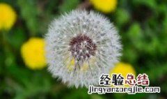 蒲公英采摘的最佳时间 科普小知识送给你