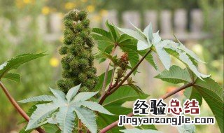 蓖麻叶的功效与作用 蓖麻子的功效与作用