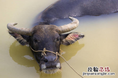 水牛为什么比黄牛贵 黄牛为什么比水牛卖的贵?