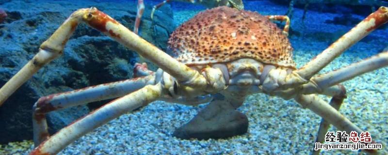 螃蟹和蜘蛛的关系 螃蟹与蜘蛛的关系