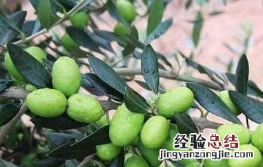 油橄榄和橄榄的区别 橄榄果和橄榄油的区别