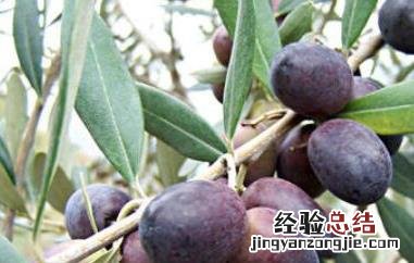 油橄榄和橄榄的区别 橄榄果和橄榄油的区别