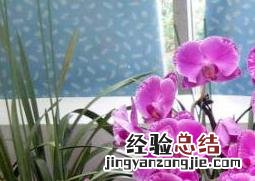 蝴蝶兰如何养殖 蝴蝶兰如何养殖开花