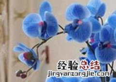 蝴蝶兰如何养殖 蝴蝶兰如何养殖开花