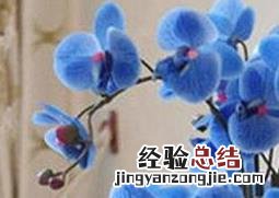蝴蝶兰如何养殖 蝴蝶兰如何养殖开花