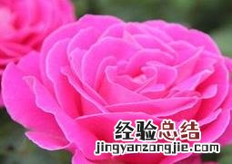 月季花的基本知识 月季花的基本知识介绍