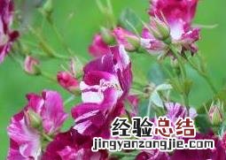 月季花的基本知识 月季花的基本知识介绍