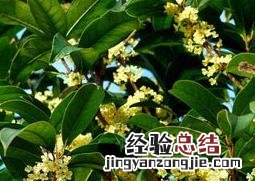 桂花的功效与作用 桂花的功效与作用禁忌