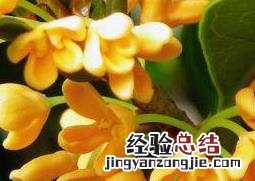 桂花的功效与作用 桂花的功效与作用禁忌