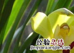 兰花如何养殖才能开花 兰花如何养殖