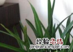 兰花如何养殖才能开花 兰花如何养殖