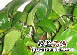 绿萝叶子发黄怎么办:原因及处理技巧 绿萝叶子发黄怎么办