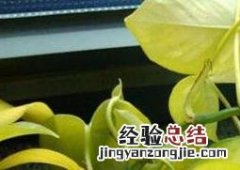 绿萝叶子发黄怎么办:原因及处理技巧 绿萝叶子发黄怎么办