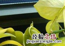 绿萝叶子发黄怎么办:原因及处理技巧 绿萝叶子发黄怎么办