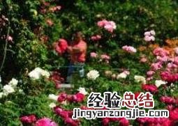 玫瑰花怎么养才能更旺盛 玫瑰花怎么养