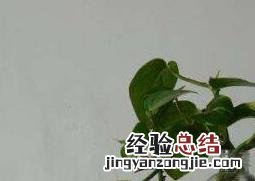 水培绿萝的养殖方法和注意事项 水培绿萝的养殖方法和注意事项图片