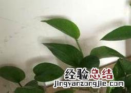 水培绿萝的养殖方法和注意事项 水培绿萝的养殖方法和注意事项图片