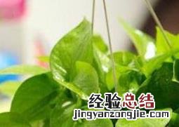 啤酒浇绿萝的正确方法视频 啤酒浇绿萝的正确方法