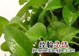 啤酒浇绿萝的正确方法视频 啤酒浇绿萝的正确方法