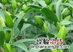 食用百合如何种植 百合如何种植