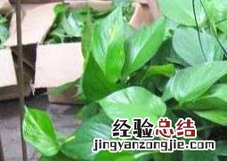 绿萝吊兰的养殖方法和养殖注意事项有哪些 绿萝吊兰的养殖方法和养殖注意事项
