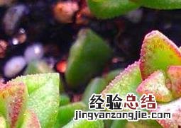 多肉植物怎么养 多肉植物怎么养颜色才鲜艳
