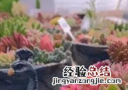 多肉植物怎么养 多肉植物怎么养颜色才鲜艳