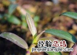 石斛的种植方法 石斛如何种植