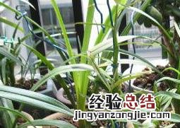石斛的种植方法 石斛如何种植