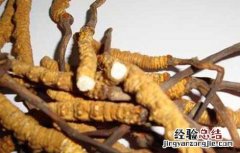 孕妇能吃冬虫夏草吗 孕妇能吃冬虫夏草吗初期