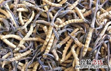 孕妇能吃冬虫夏草吗 孕妇能吃冬虫夏草吗初期